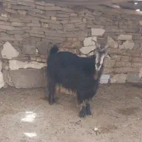 2راس بز