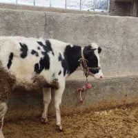 گوساله ماده چاق