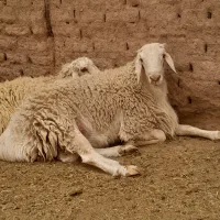 قوچ چاق وبزقاله برای قربانی