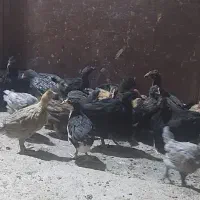 جوجه مرغ و خروس محلی اصل و گلپایگانی