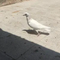 کفتر یا کبوتر