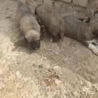 ۲ونیم|سگ|کمیجان, |دیوار