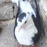 کبوتر ماده