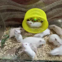 همستر