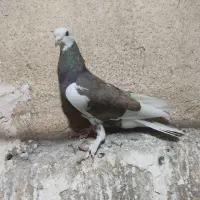 کفتر گرفتنی سالم سالم