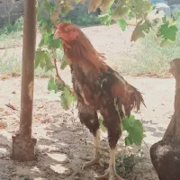 خروس لاری