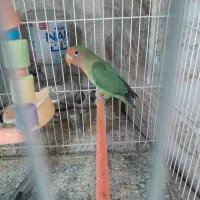 کوتوله     وعروس هلندی