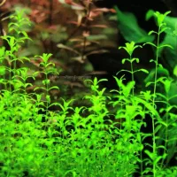 معاوضه شریمپ باگیاه