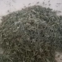 پونه خشک  تازه