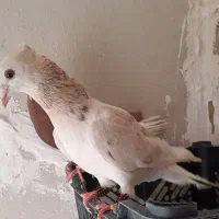 هفرنگ دم سفید نر