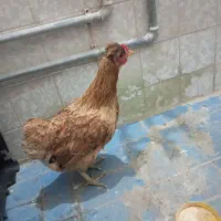 مرغ تخم گذار