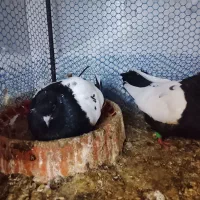سینه سیاه
