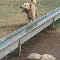 سگ سرابی