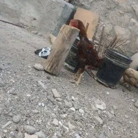خروس لاری اصل