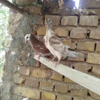 کبوتر