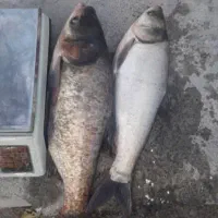 ماهی زنده بدون تیغ ریز و بو