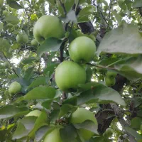 اجاره بهره باغ سیب