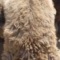 بره قوچ(گوسفند)