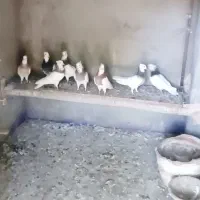 کفتر