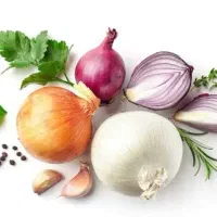 خریدوفروش پیاز مغان با تناژ بالا