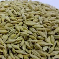 جو محلی
