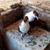 جوجه کرباتی کاکلی سرخ معرکع