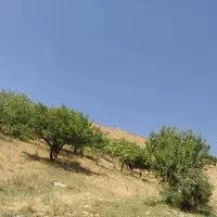 فروش باغ