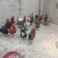 خروس محلی