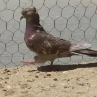 کبوتر شکلاتی کاکلی ماده پرشی