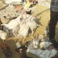 بوقلمون