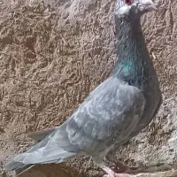 کفتر پرشی