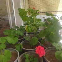 مهیار شمعدانی
