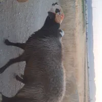 قوچ