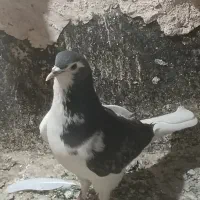 سلام ماده چپ