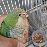 راهب سرلاکی