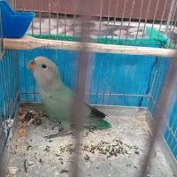جوجه طوطی برزیلی