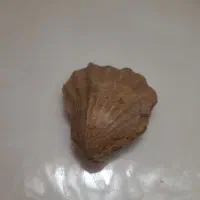 فسیل صدف  چند میلیون ساله