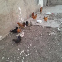 فریک جوان خروس