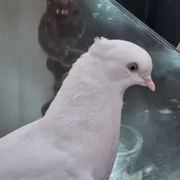 تعدادی کبوتر