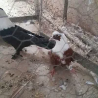 کبوترمخمل سیاه وسرخ