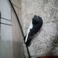 کفتر فروشی فوری همه یکجا به قیمت مناسب