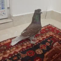 نر قرمز