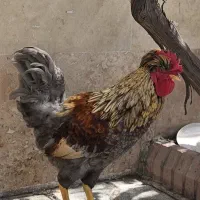 دو عدد خروس نژاد دار خوش رنگ