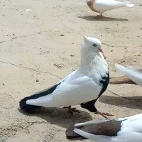 سینه دمبی و طوقی