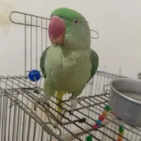 شاه طوطی