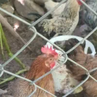 مرغ و خروس و اردک