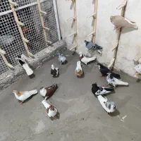 کفتر