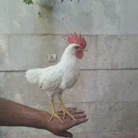 خروس