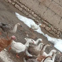 بوقلمون و غاز