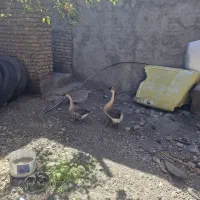 غاز|حیوانات مزرعه|اردبیل, |دیوار
